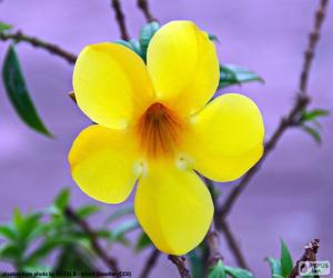пазл Желтый цветок пяти лепестков